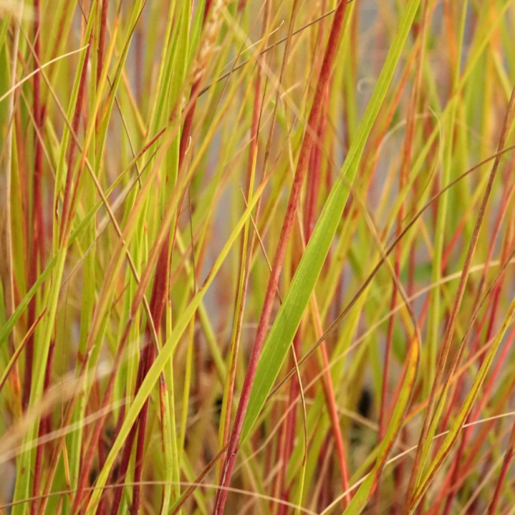 Stipa calamagrostis Allgäu