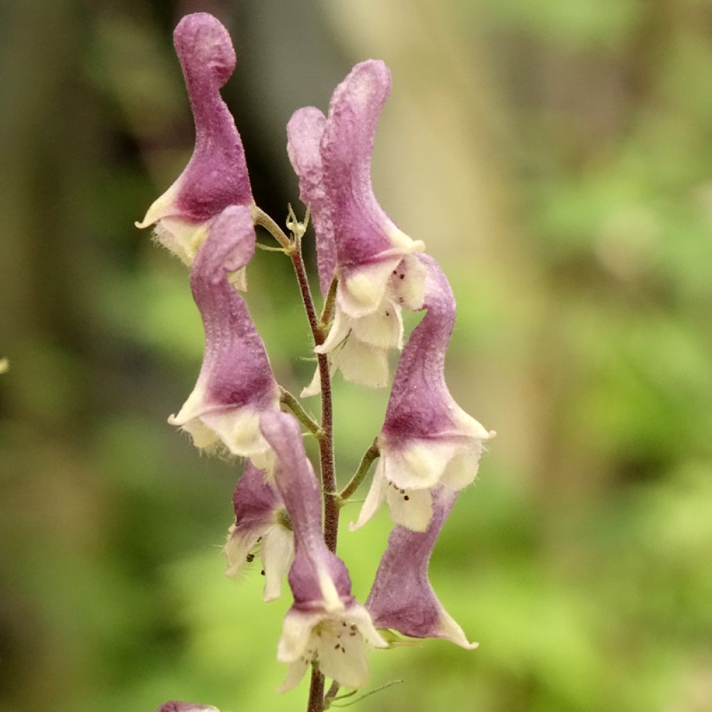 Aconitum Purple Sparrow