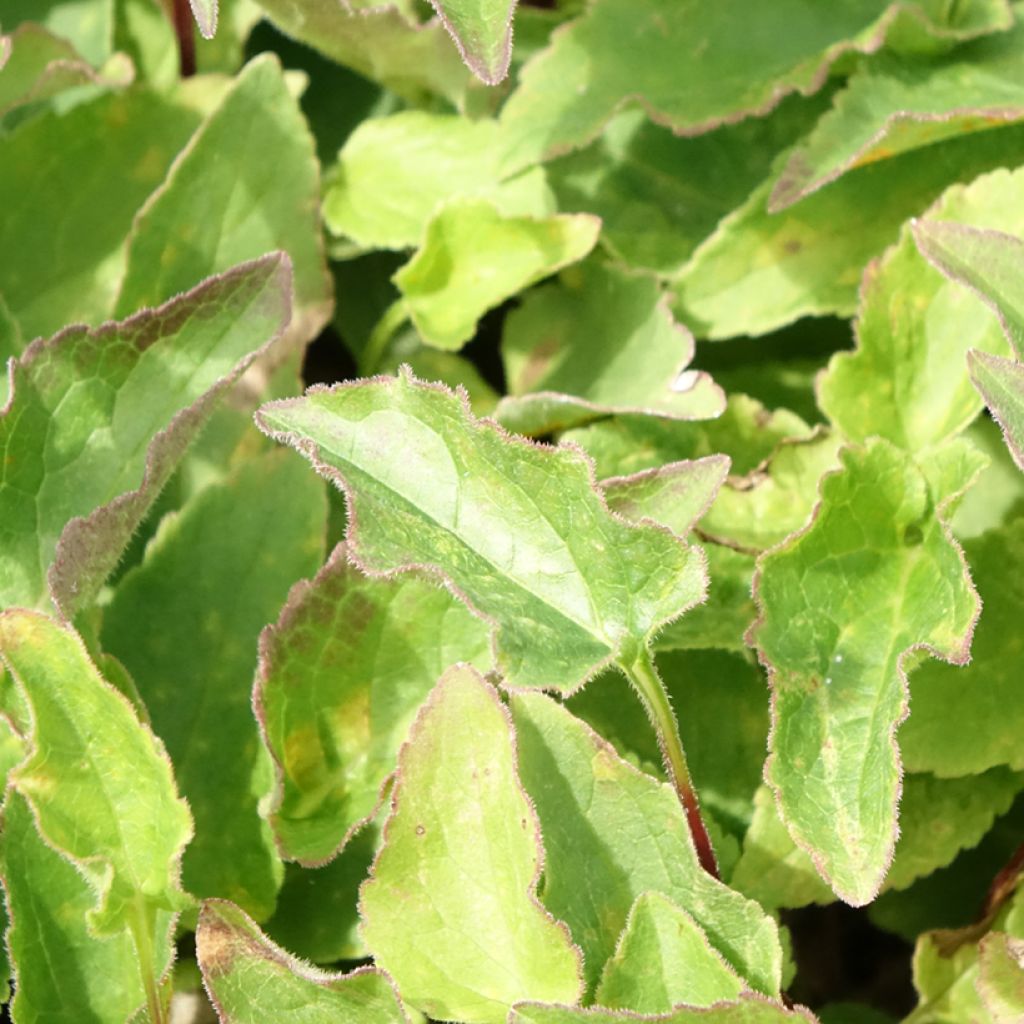 Adenophora confusa Fairy Bells Gaudi Violet