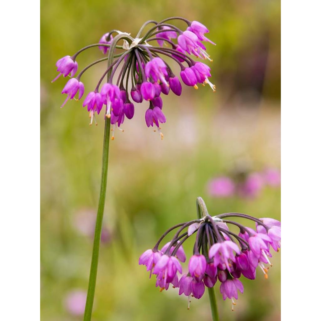Ail penché - Allium cernuum