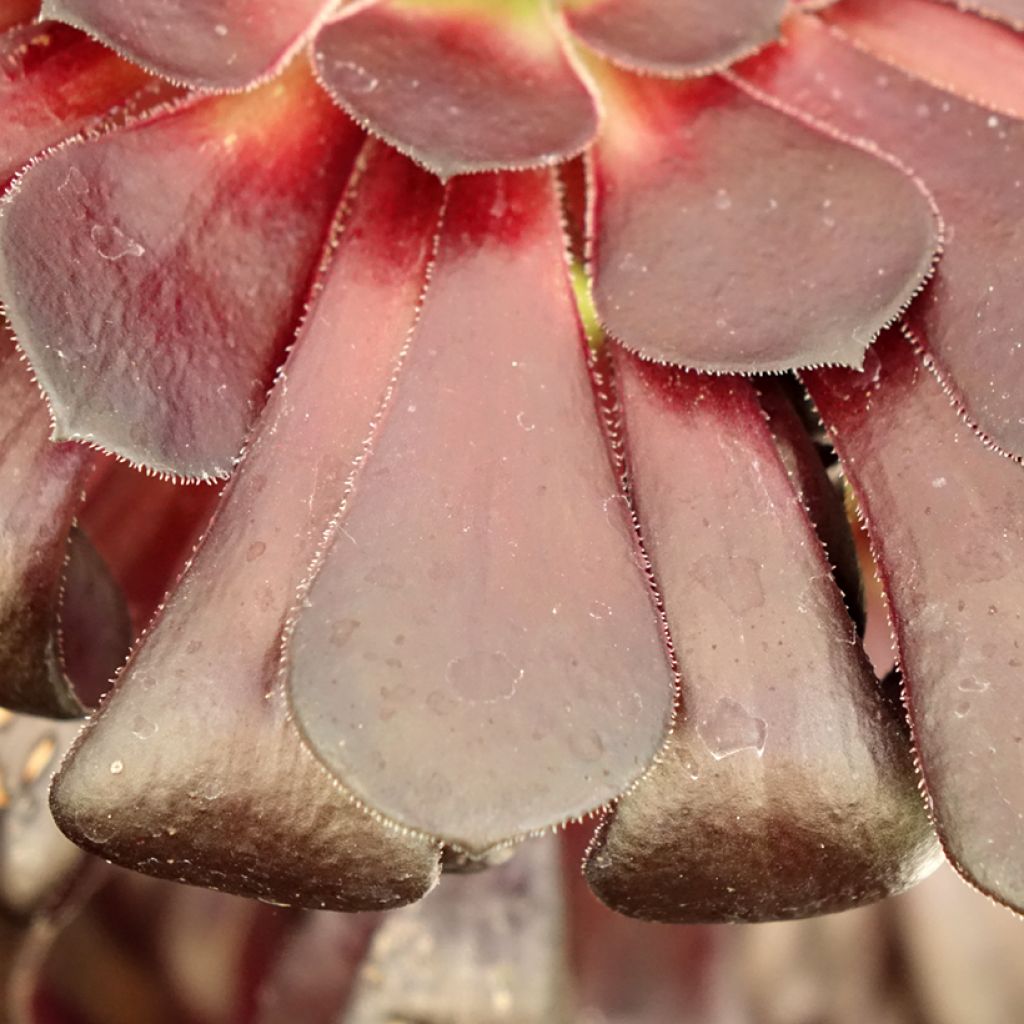 Aeonium arboreum Schwarzkopf