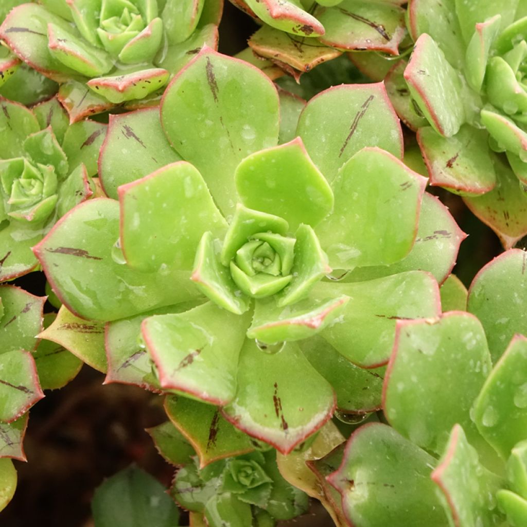 Aeonium Mary Ann Kunkel