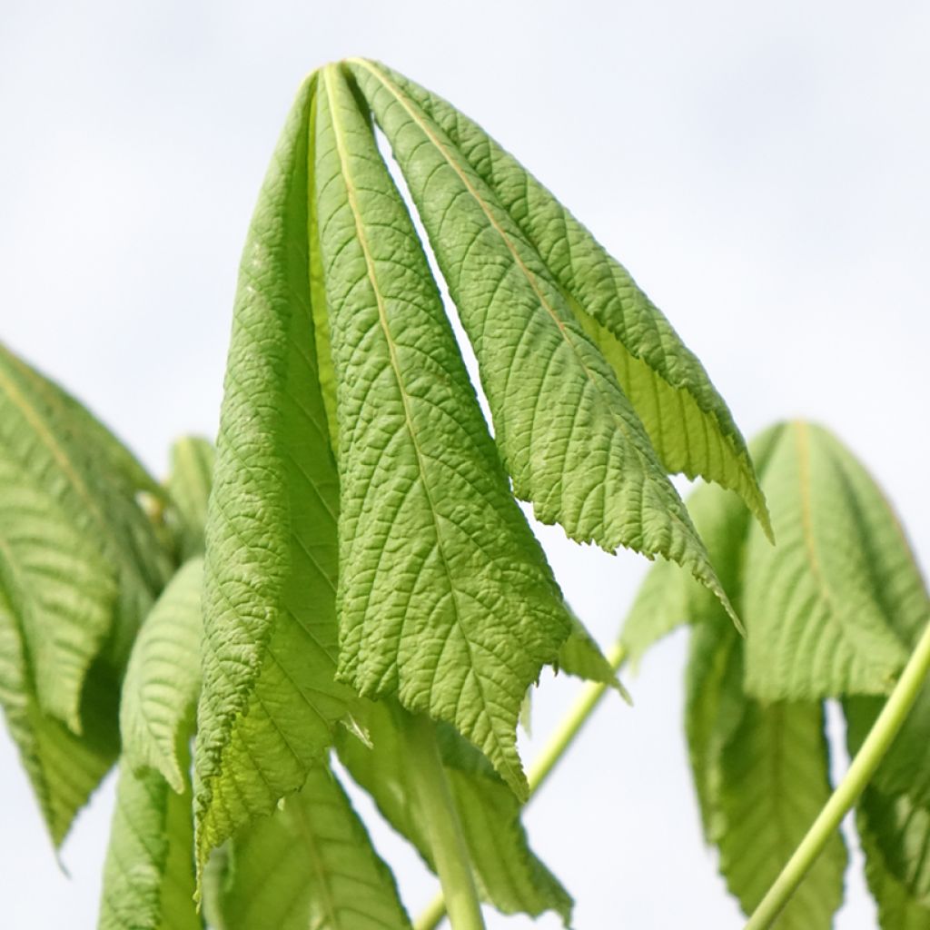 Aesculus hippocastanum Umbraculifera