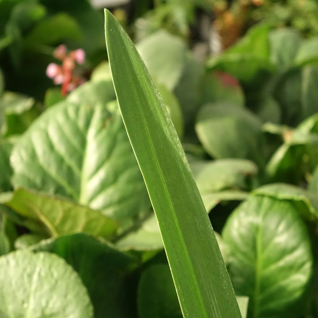 Agapanto Purple Heart