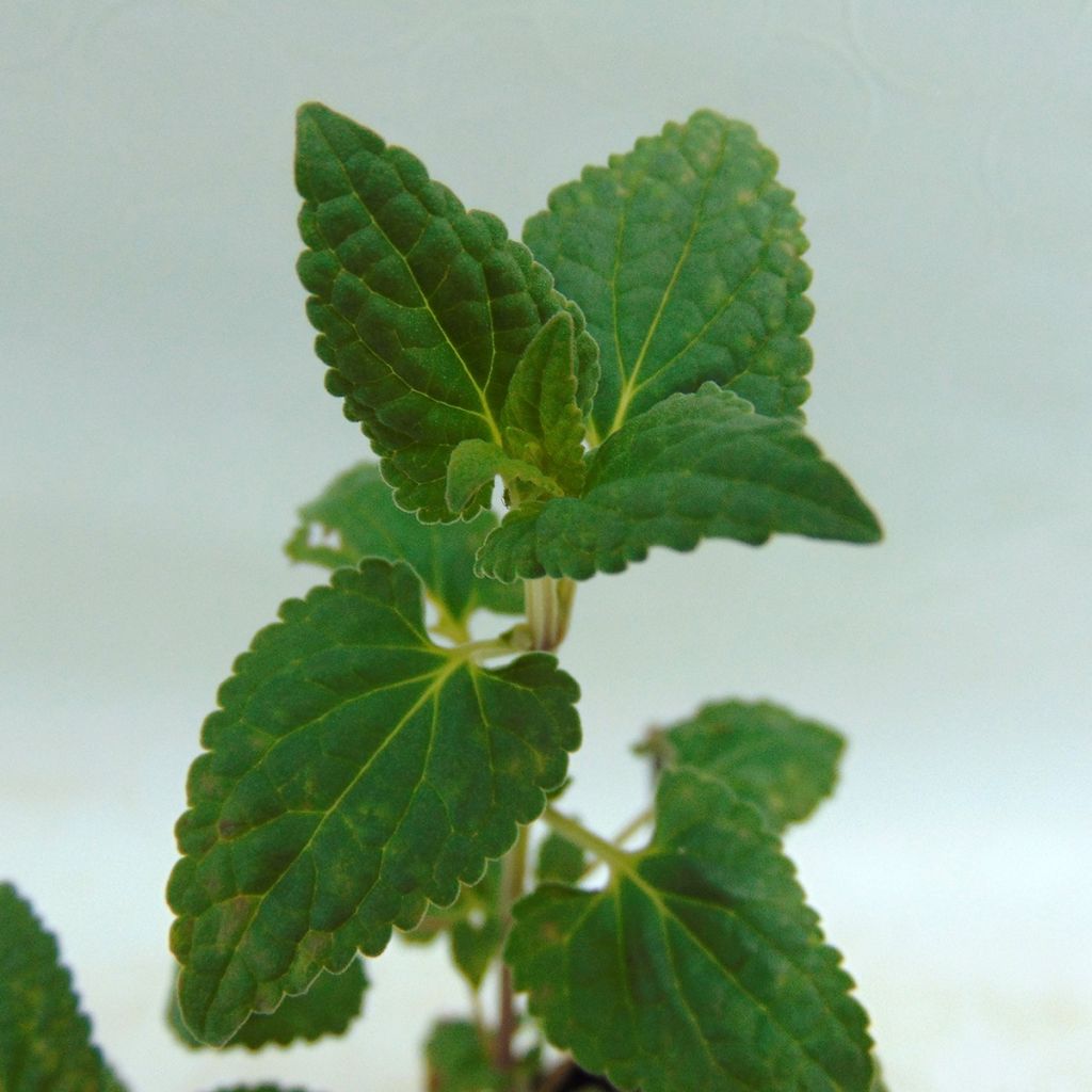 Agastache Summer Love®