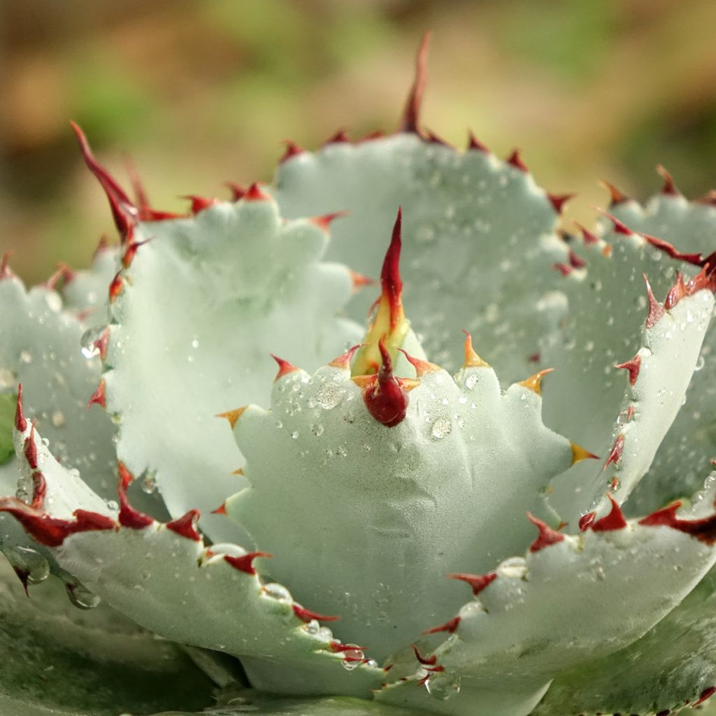 Agave potatorum Kichiokan