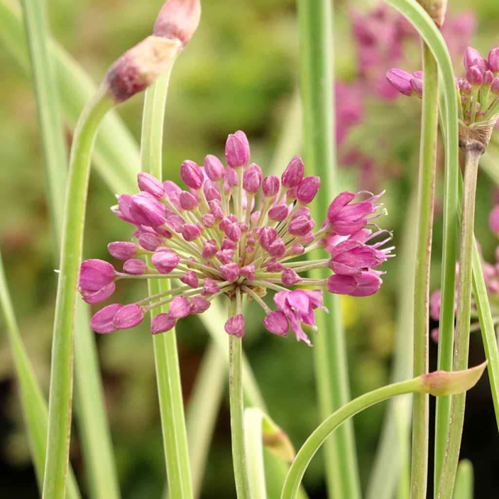 Allium Lavender Bubbles em sementes
