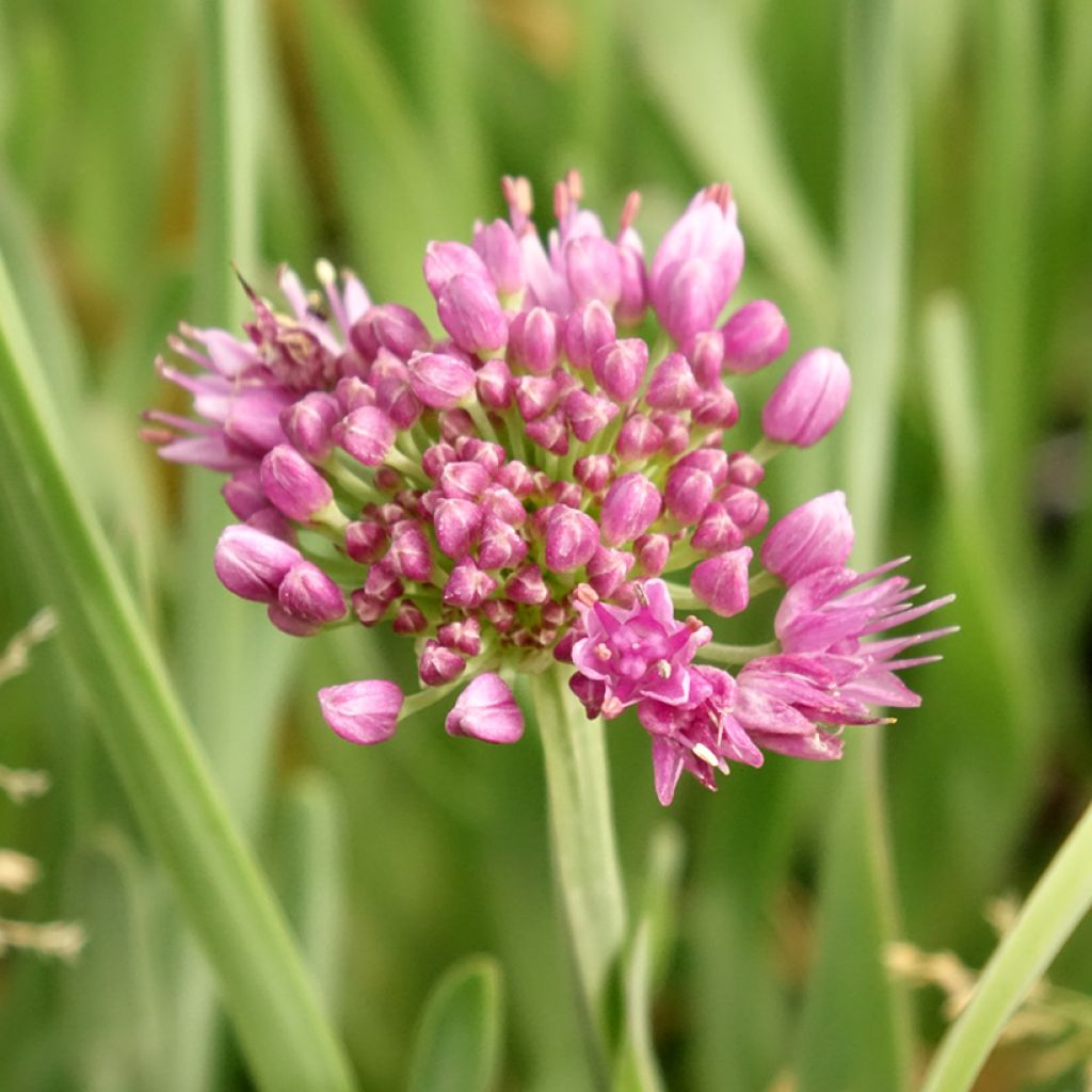 Allium Little Sapphire