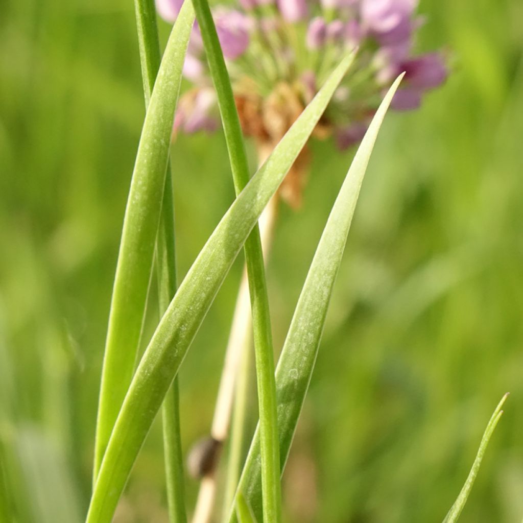 Allium senescens Avatar