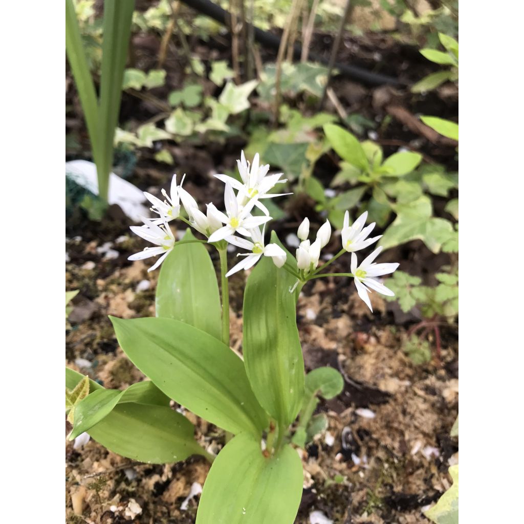 Ail des Ours - Allium ursinum