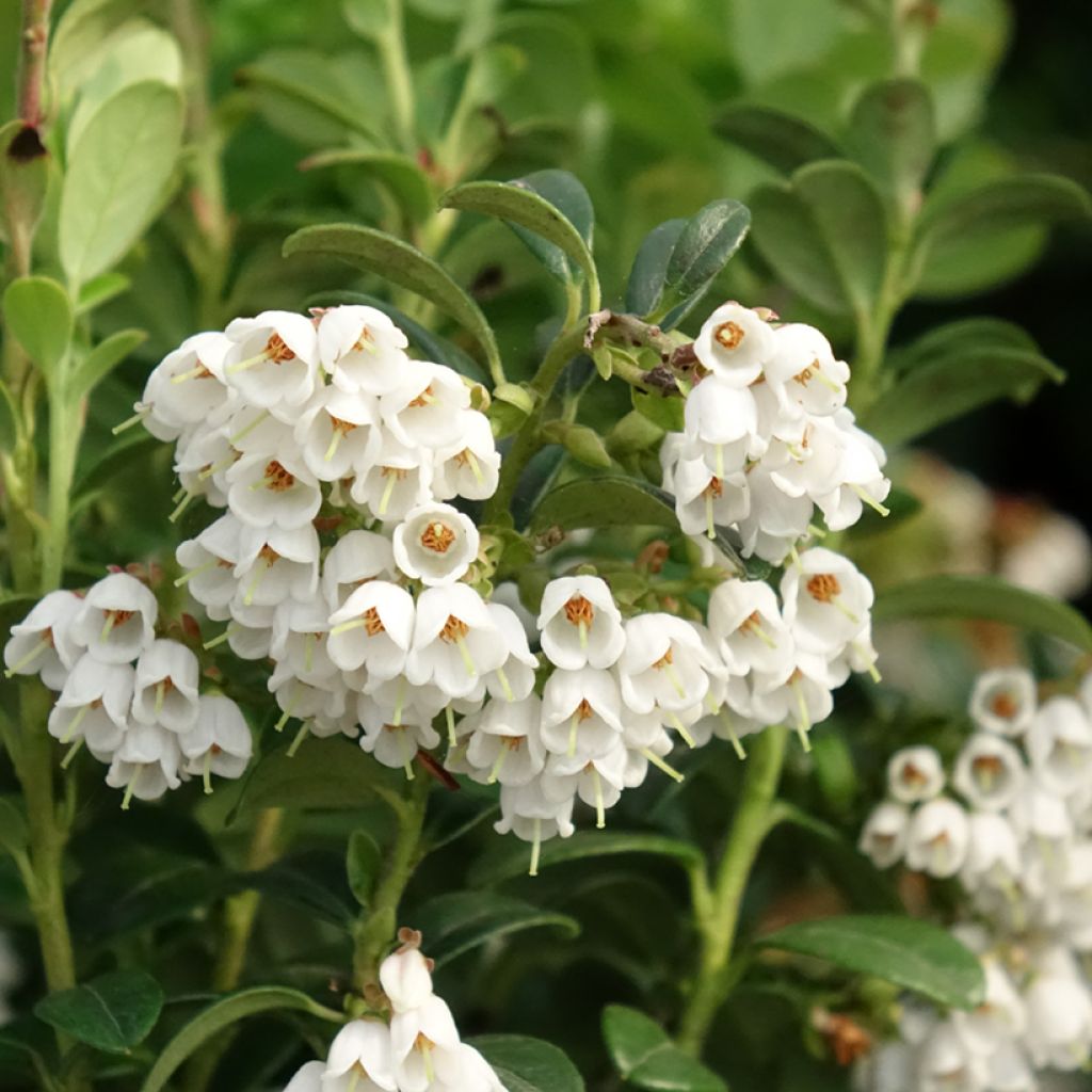 Vaccinium vitis idaea - Arando-vermelho