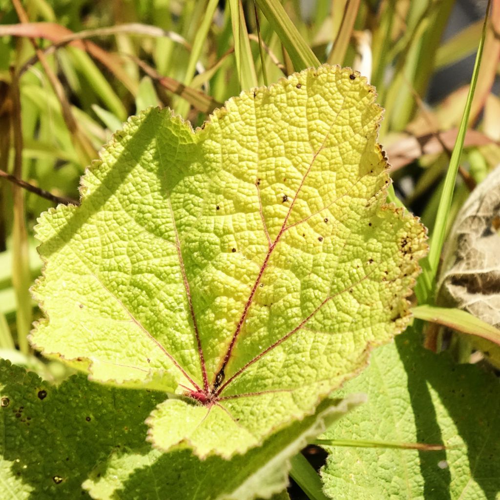 Alcea ficifolia