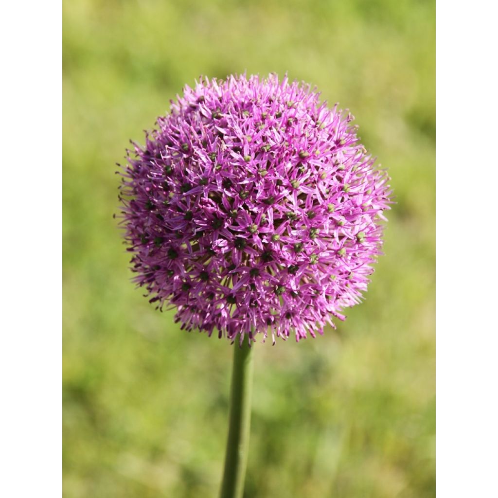 Ail d'ornement - Allium Gladiator
