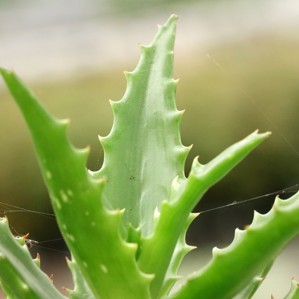 Aloe morogoroensis