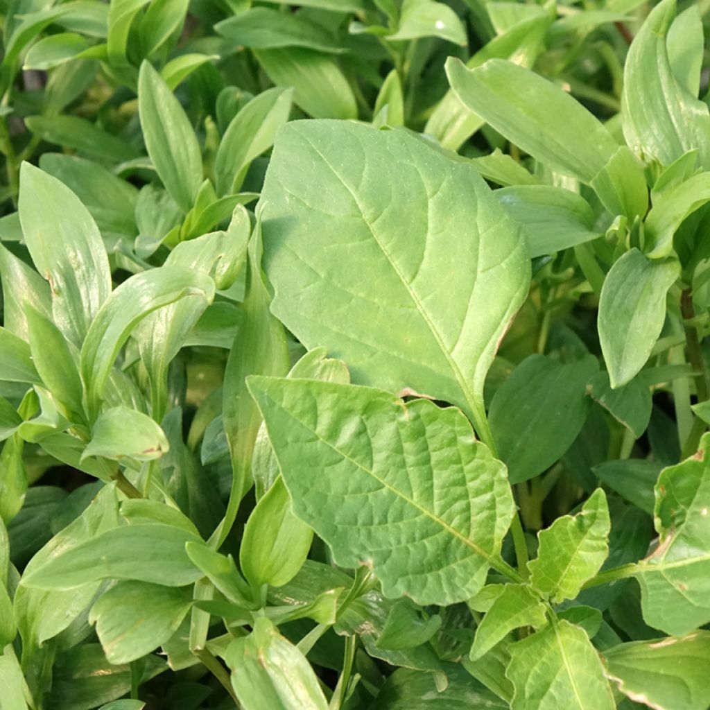 Alstroeméria Duc d'Anjou Nicolas