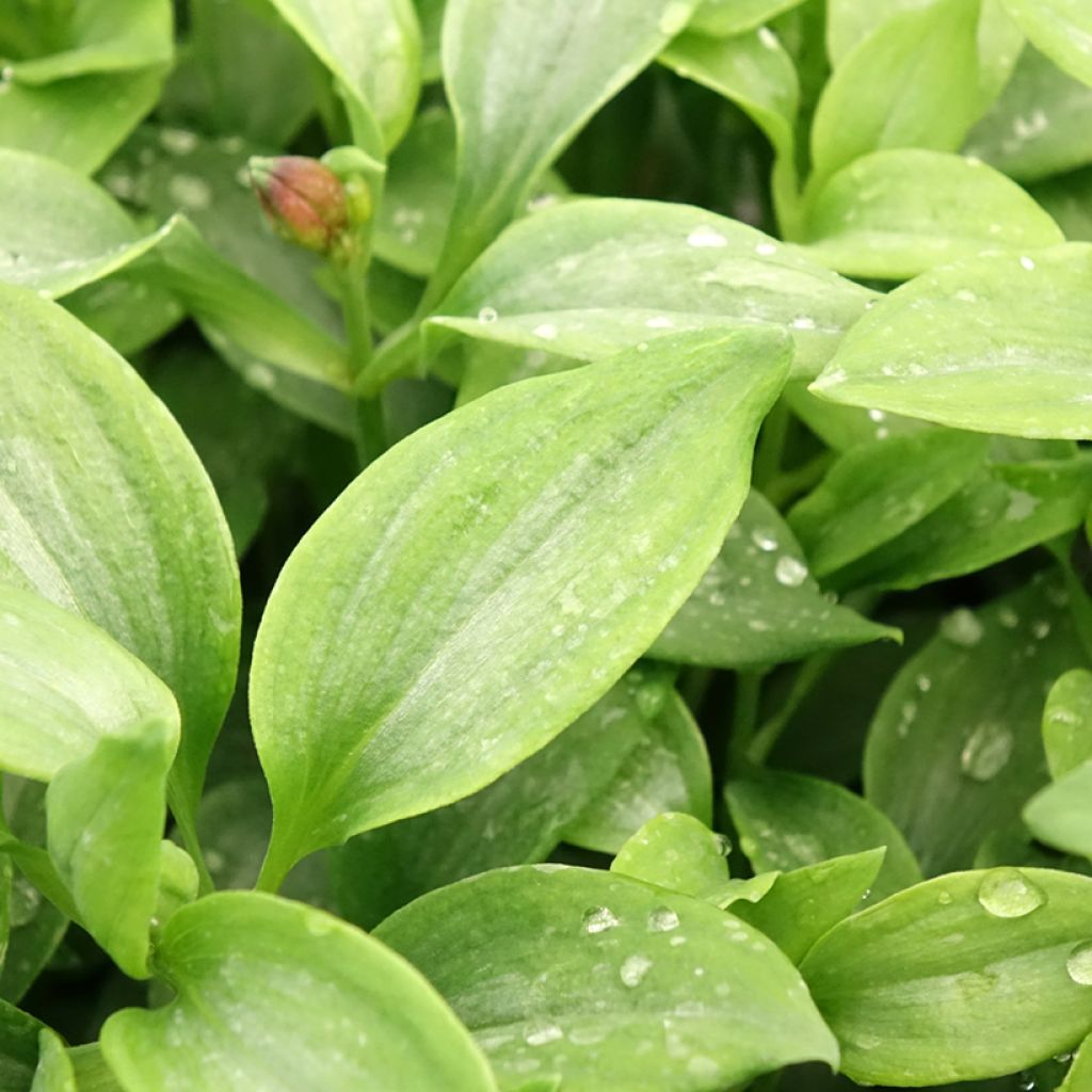 Alstroeméria Duchesse Elisabeth