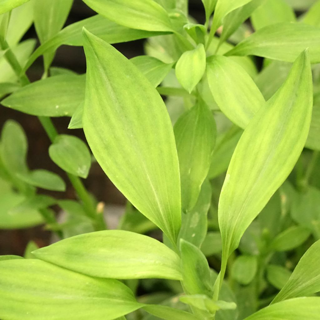 Alstroeméria Majestic Layon