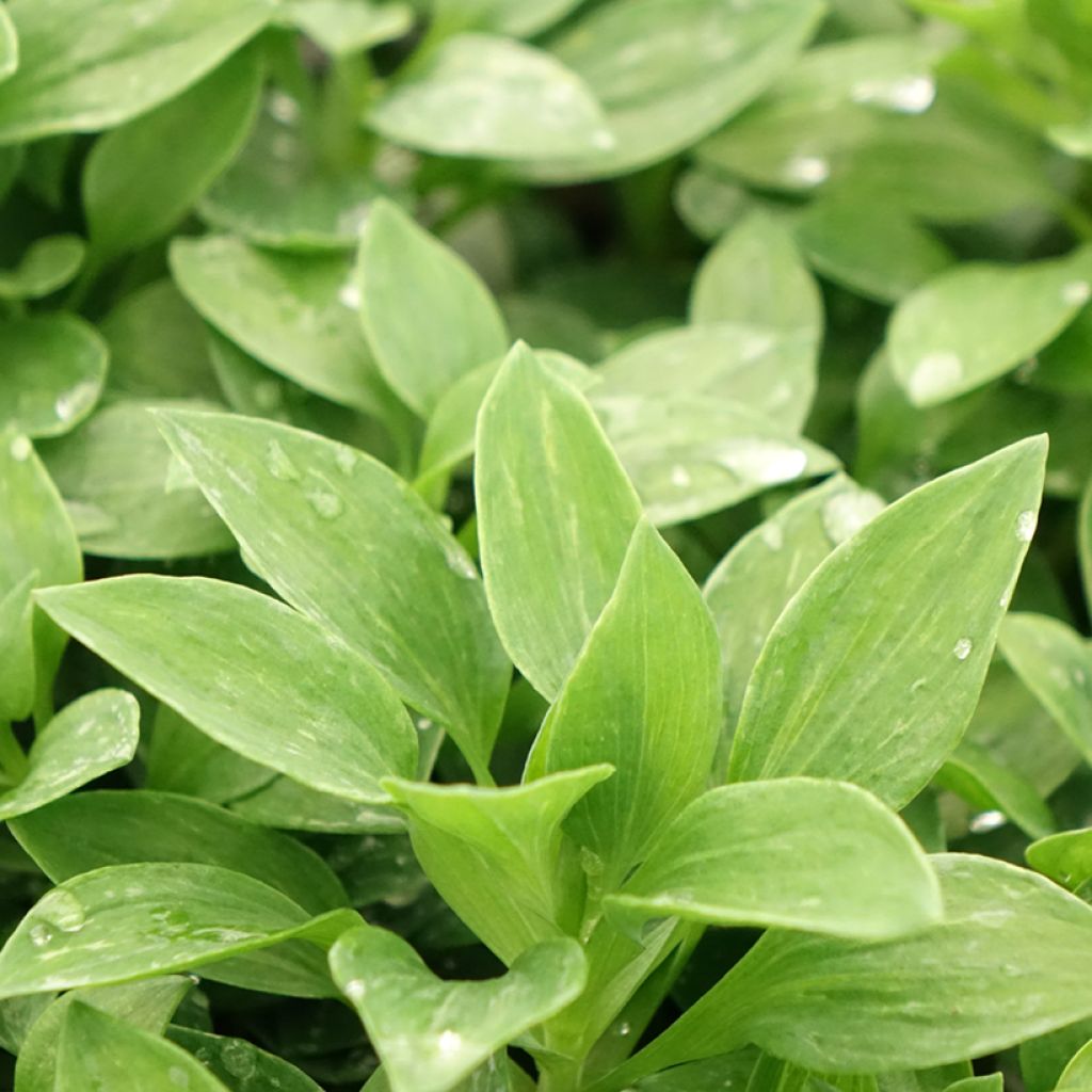 Alstroeméria Pitchounes Océane