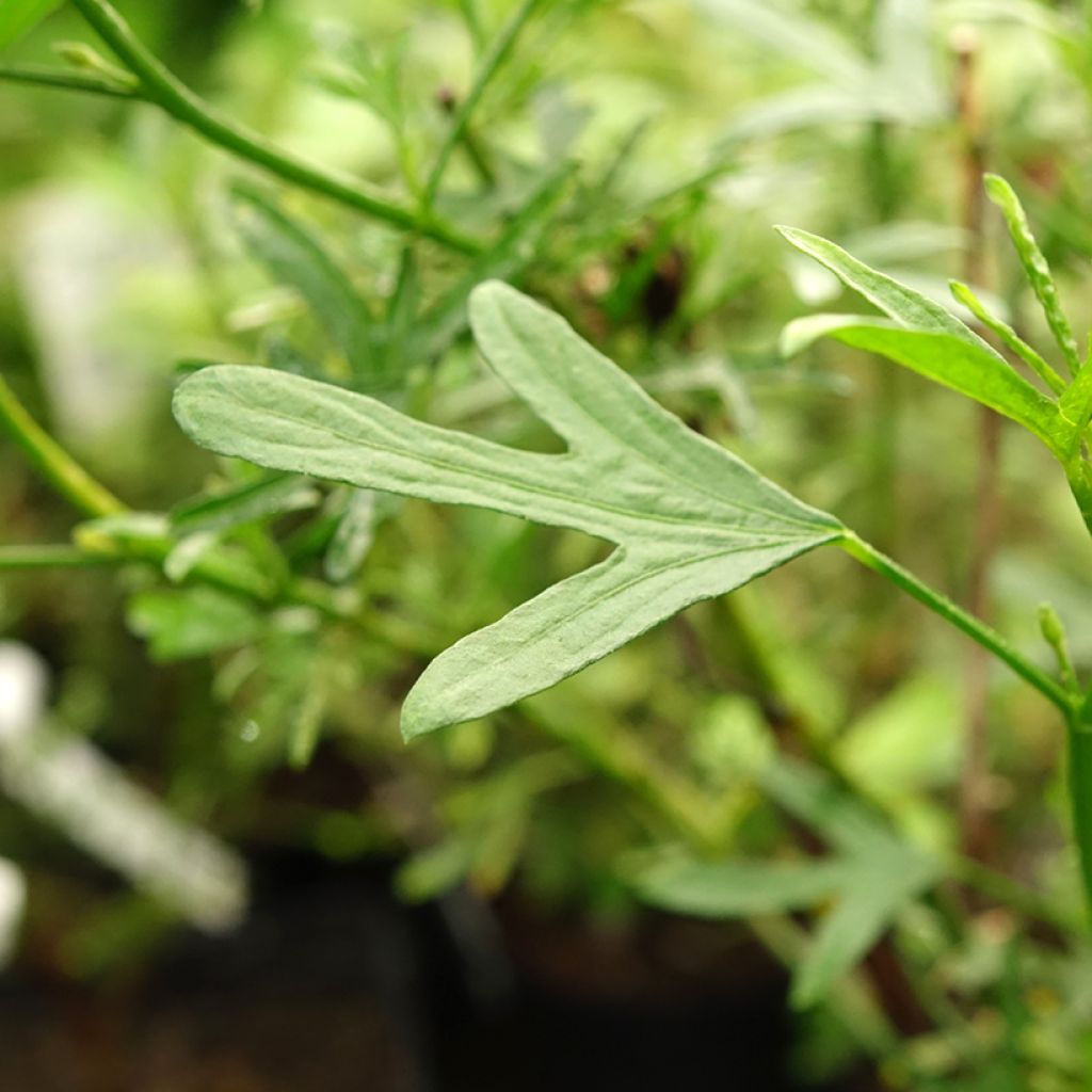 Alyogyne Delightfully