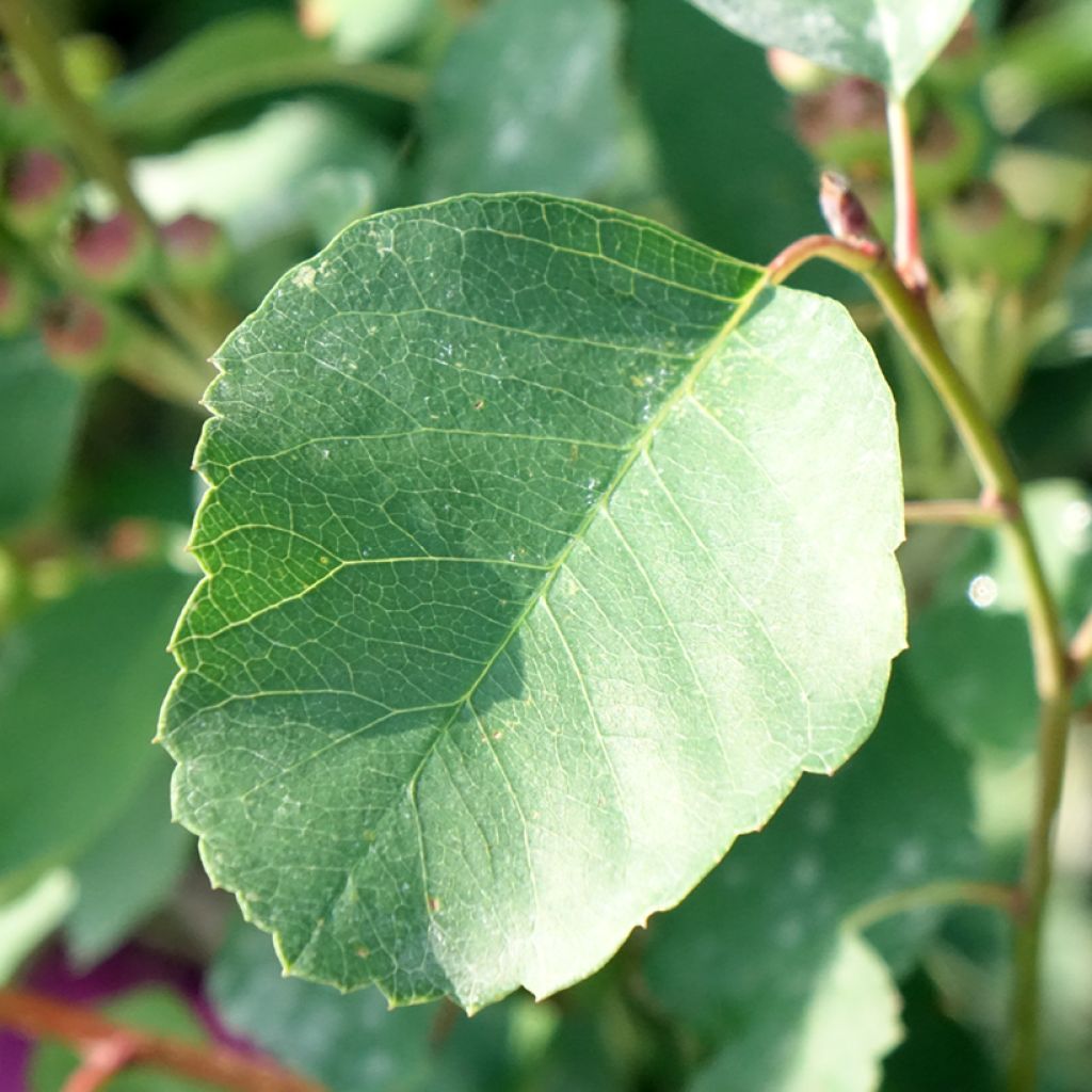 Amelanchier alnifolia GreatBerry Farm - Amora-de-saskatoon