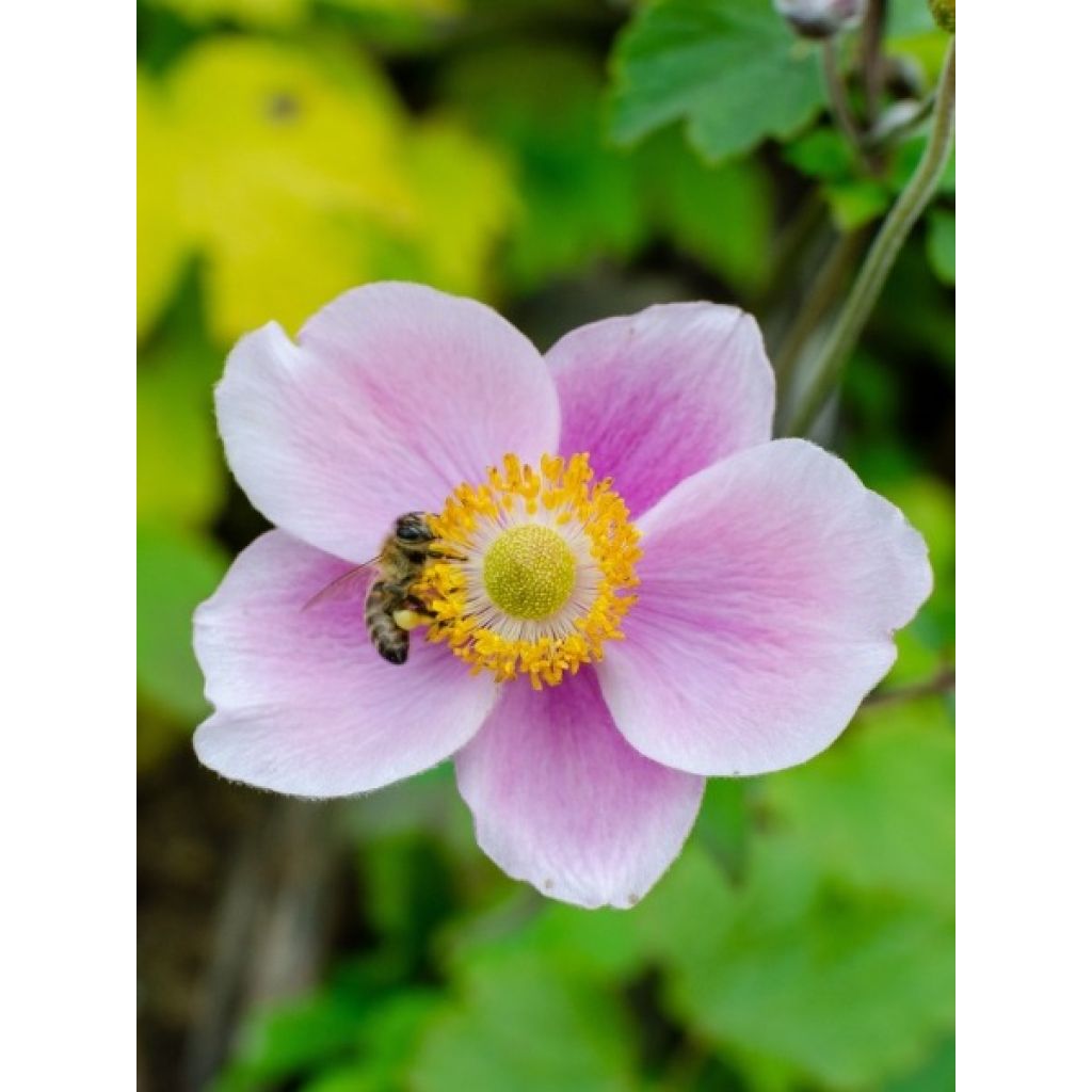 Anémona-do-japão September Charm - Anemone hupehensis