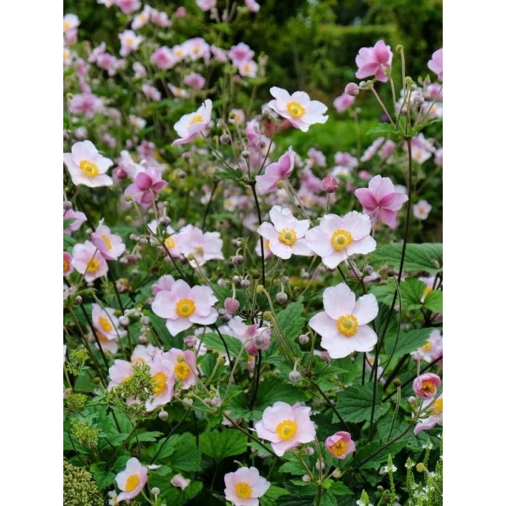 Anémona-do-japão September Charm - Anemone hupehensis