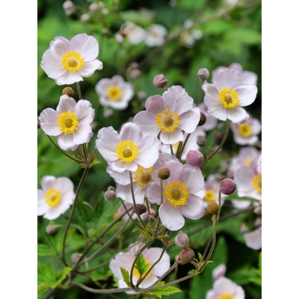 Anémona-do-japão September Charm - Anemone hupehensis