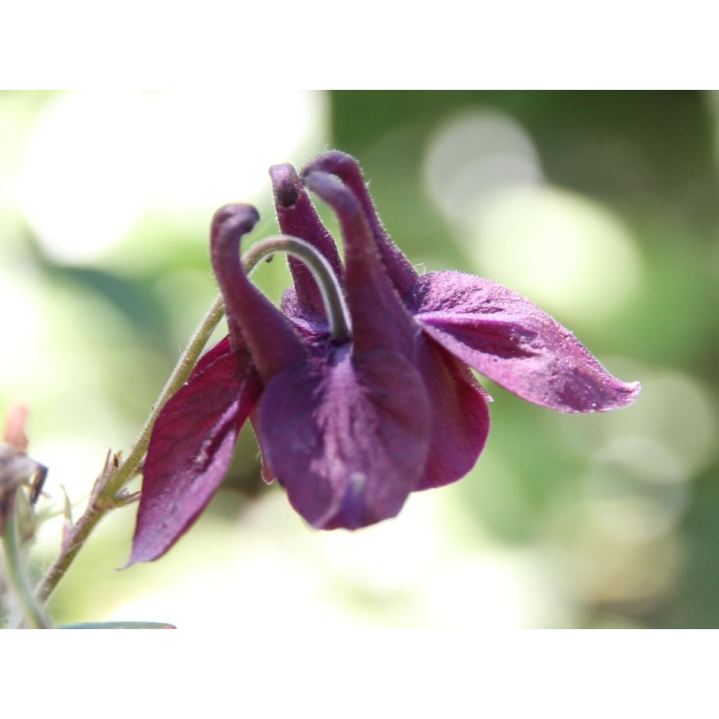 Ancolie, Aquilegia atrata
