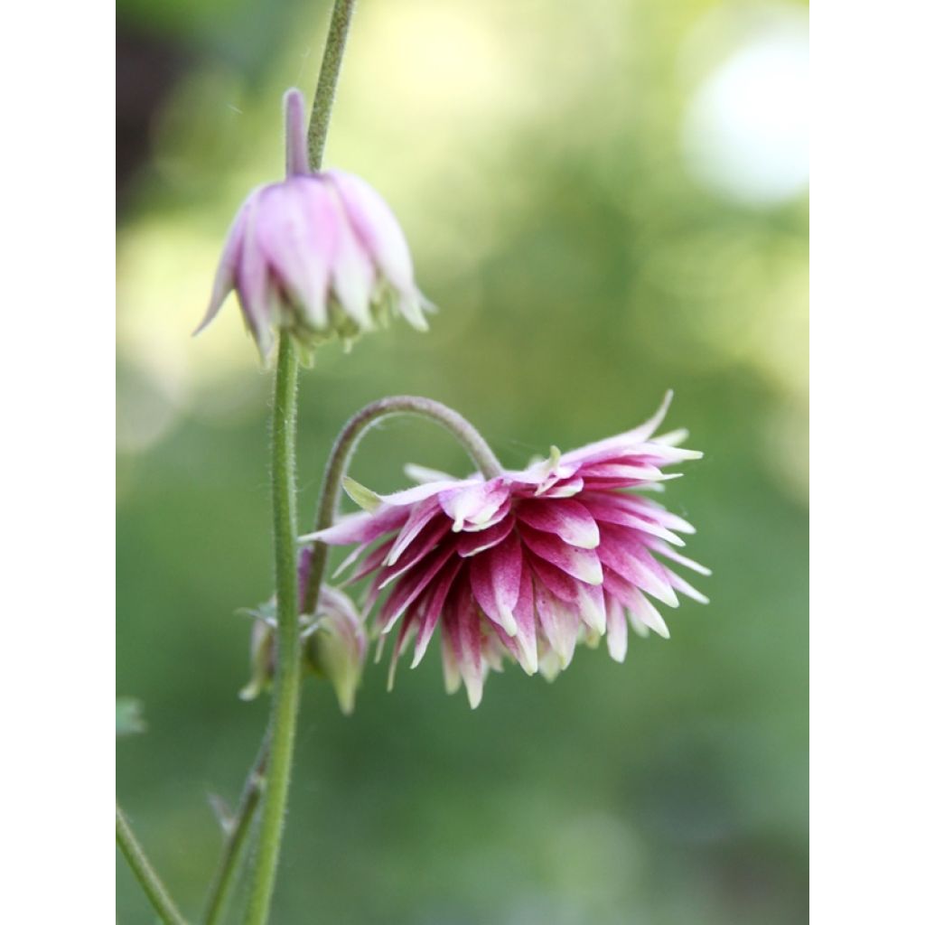 Ancolie hybride Nora Barlow - Aquilegia Nora Barlow