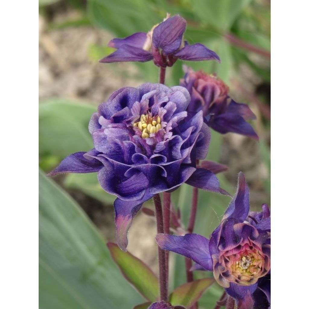 Ancolie Winky Double Dark Blue White - Aquilegia vulgaris