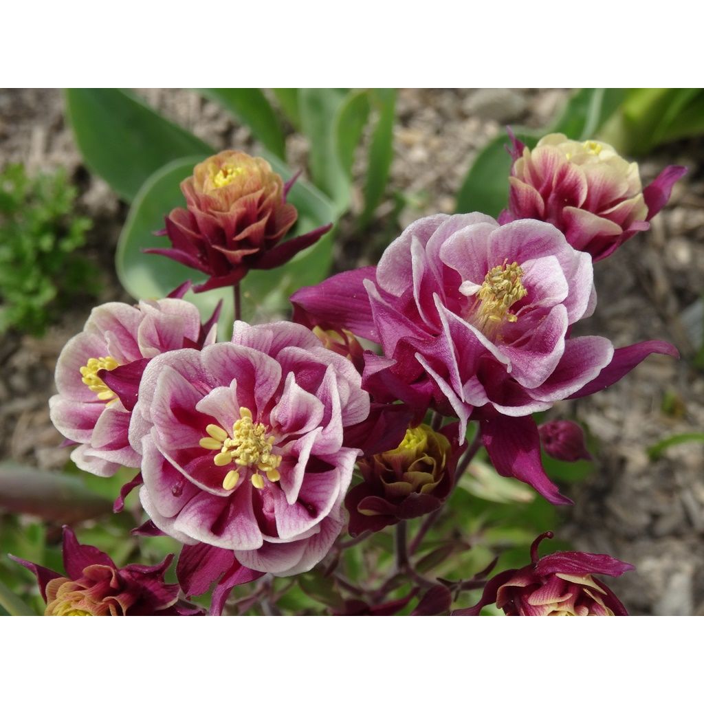 Ancolie Winky Double Red White - Aquilegia vulgaris.