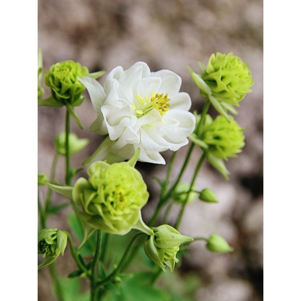 Ancolie Winky White and White - Aquilegia vulgaris