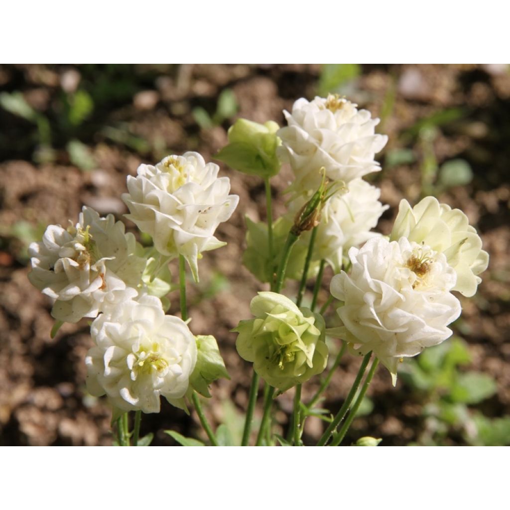 Ancolie Winky White and White - Aquilegia vulgaris
