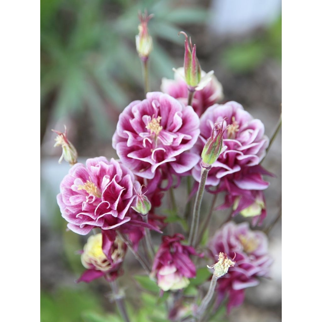 Ancolie Winky Double Red White - Aquilegia vulgaris.