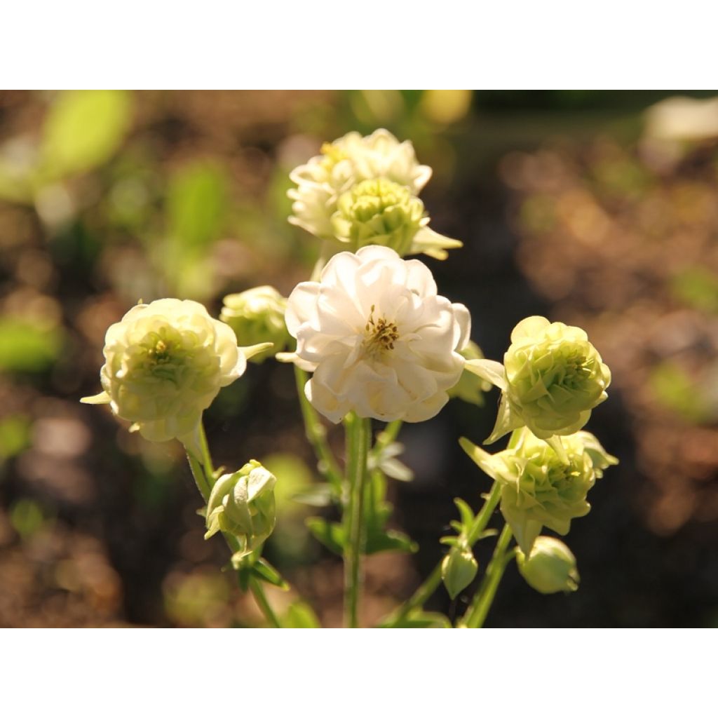 Ancolie Winky White and White - Aquilegia vulgaris