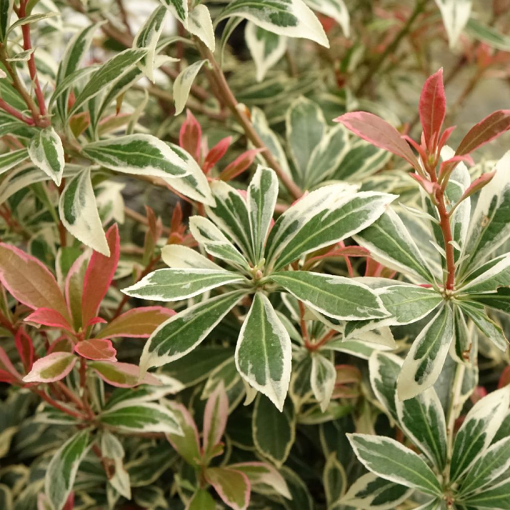 Pieris japonica Little Frosty