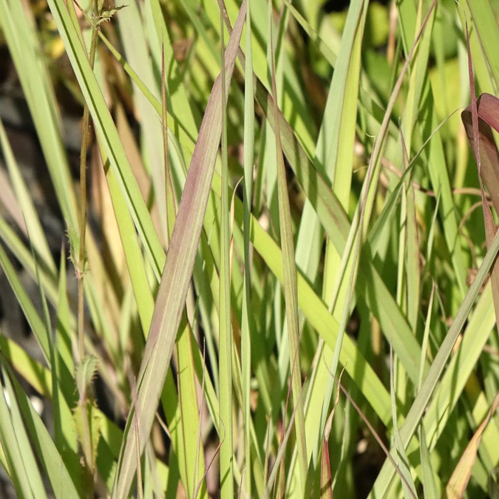 Andropogon gerardii Red October