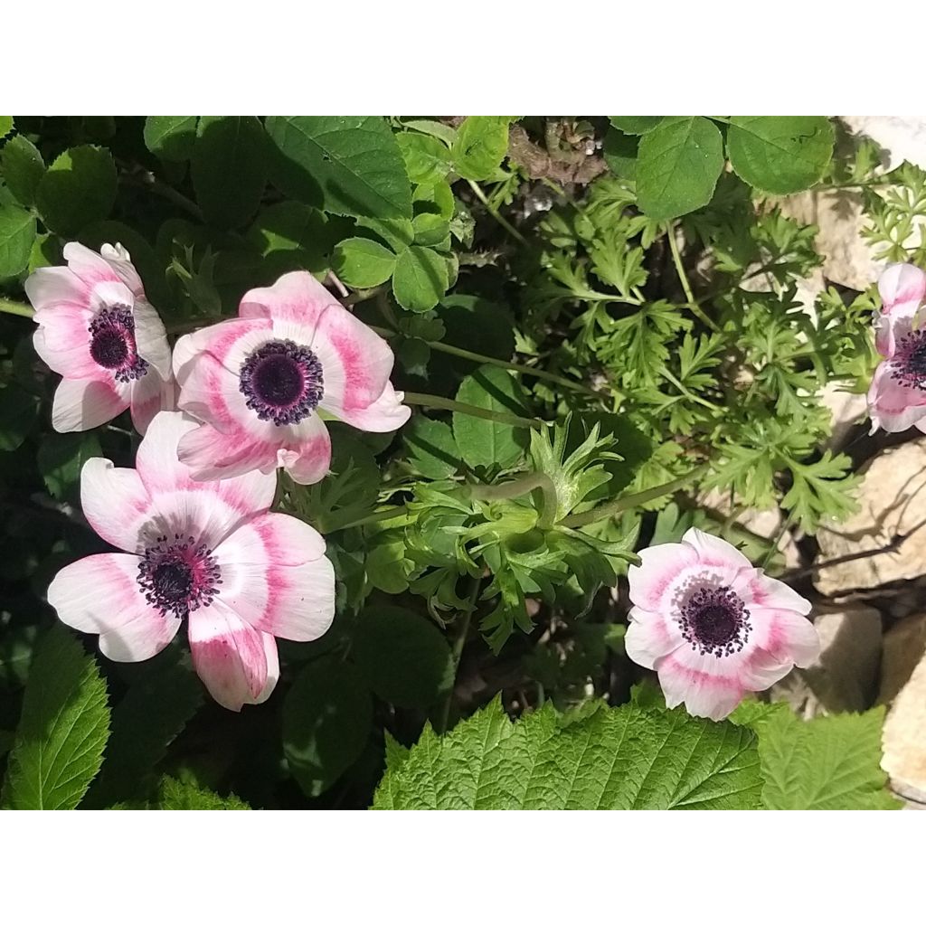 Anemone coronaria Bicolor - Anémone de Caen