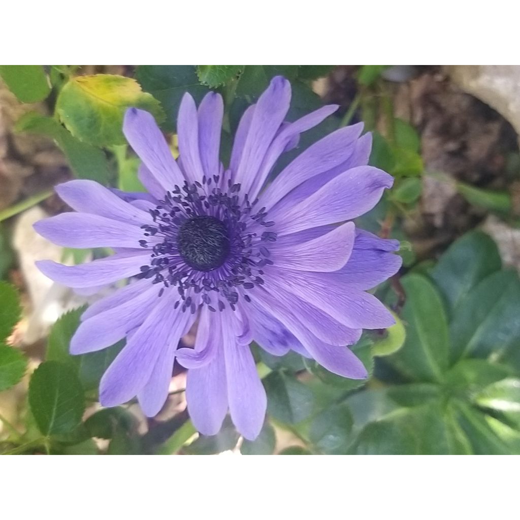 Anemone coronaria Lord Lieutenant - Anémone de Caen