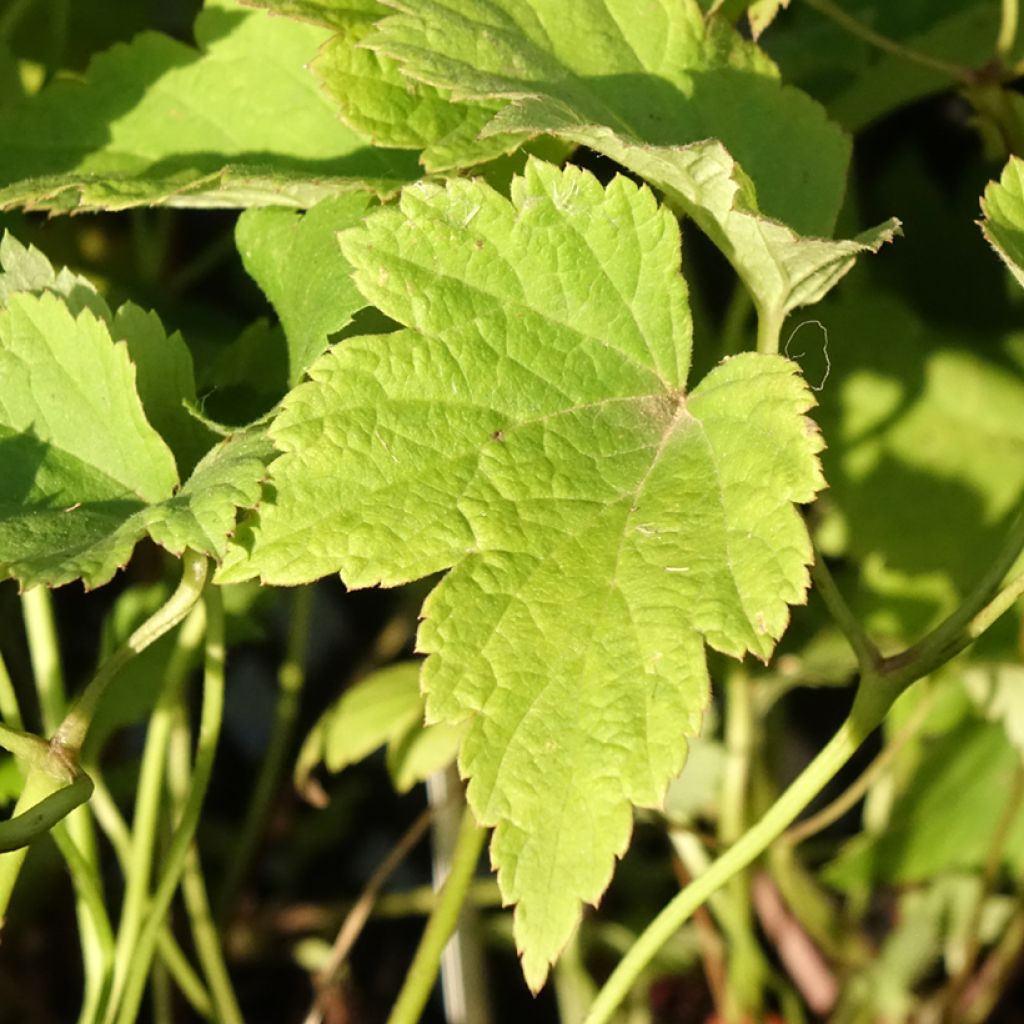 Anémona-do-japão Fantasy Ariel - Anemone hupehensis