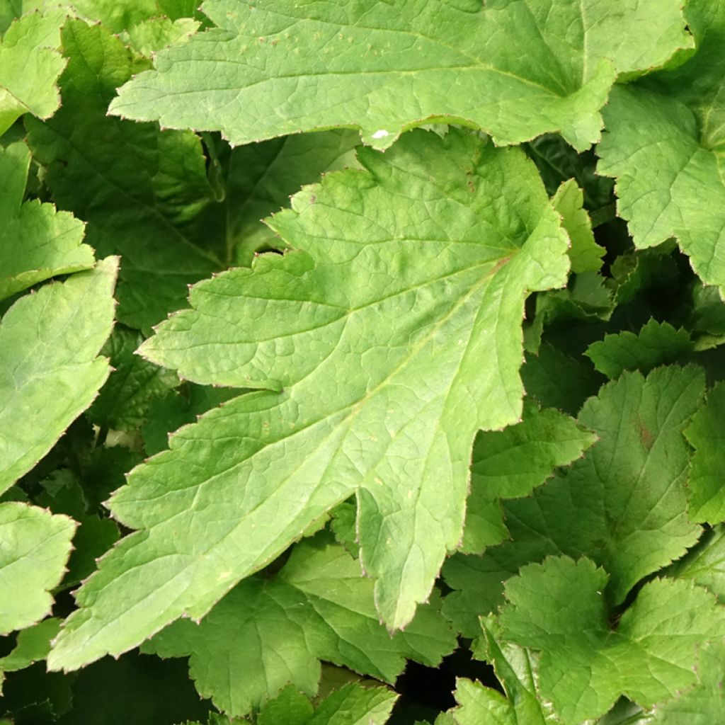 Anémona-do-Japão Royal Pink - Anemone