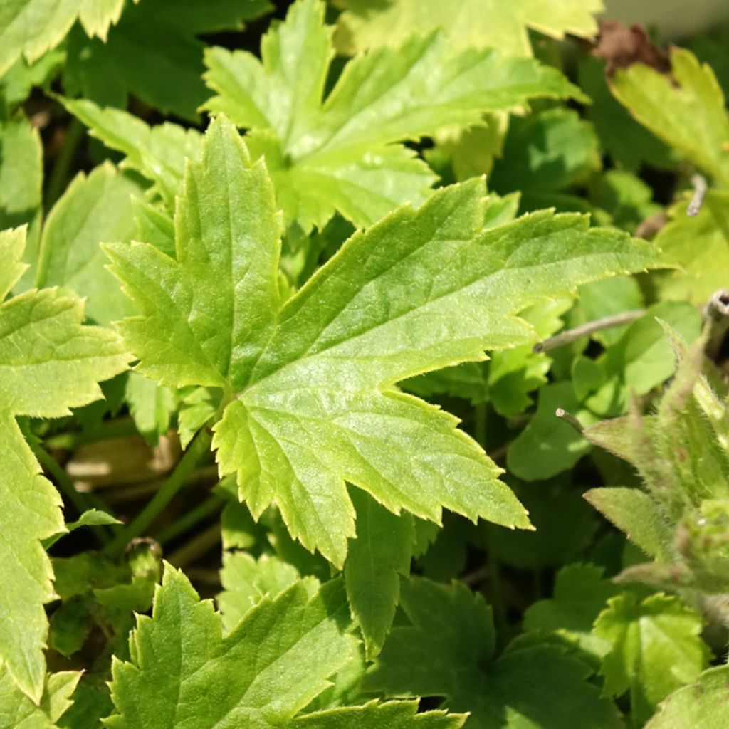 Anémona-do-japão Pretty Lady Maria - Anemone hupehensis