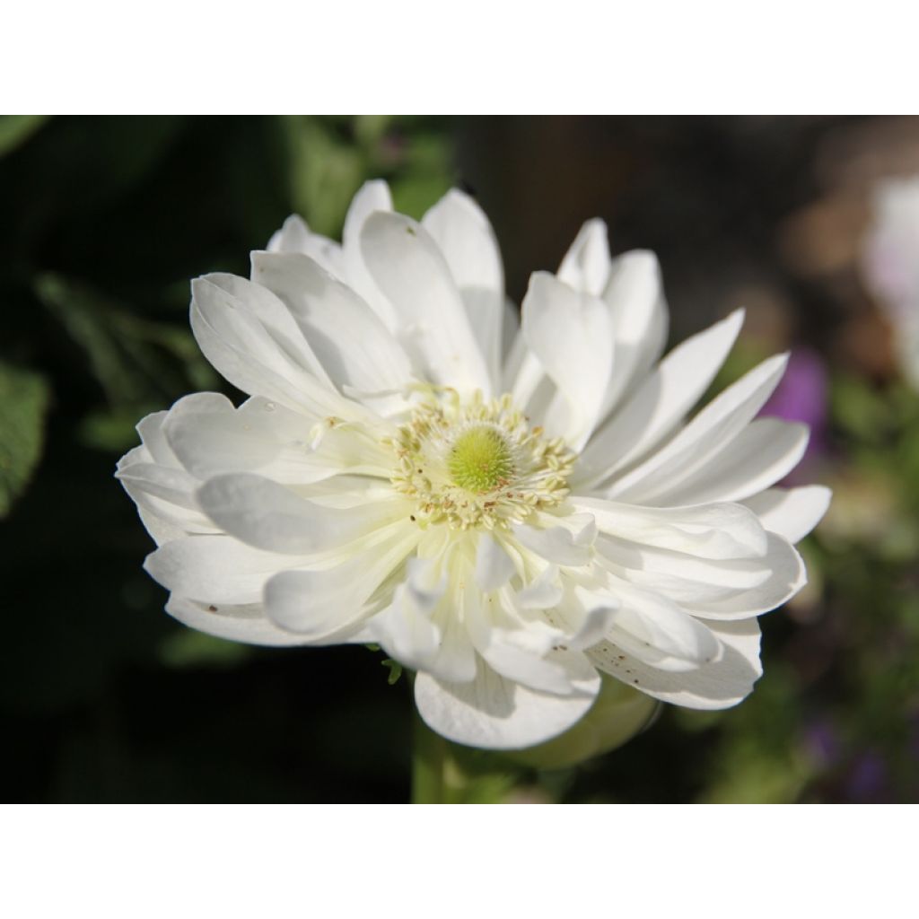 Anemone coronaria Mount Everest - Anémone de Caen