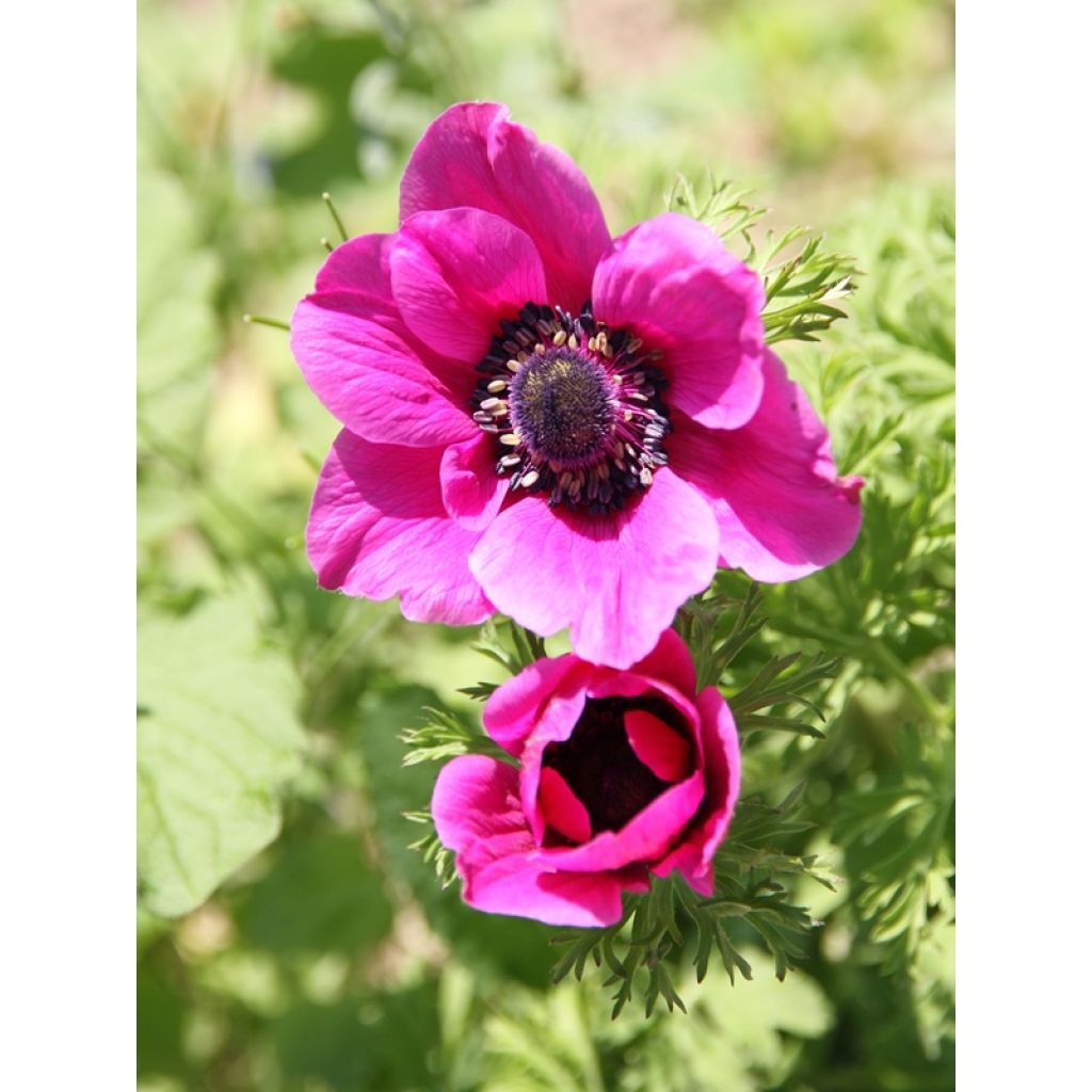 Anemone coronaria Sylphide - Anémone de Caen