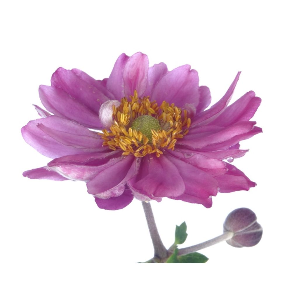 Anémone du Japon Pamina - Anemone hupehensis var. japonica