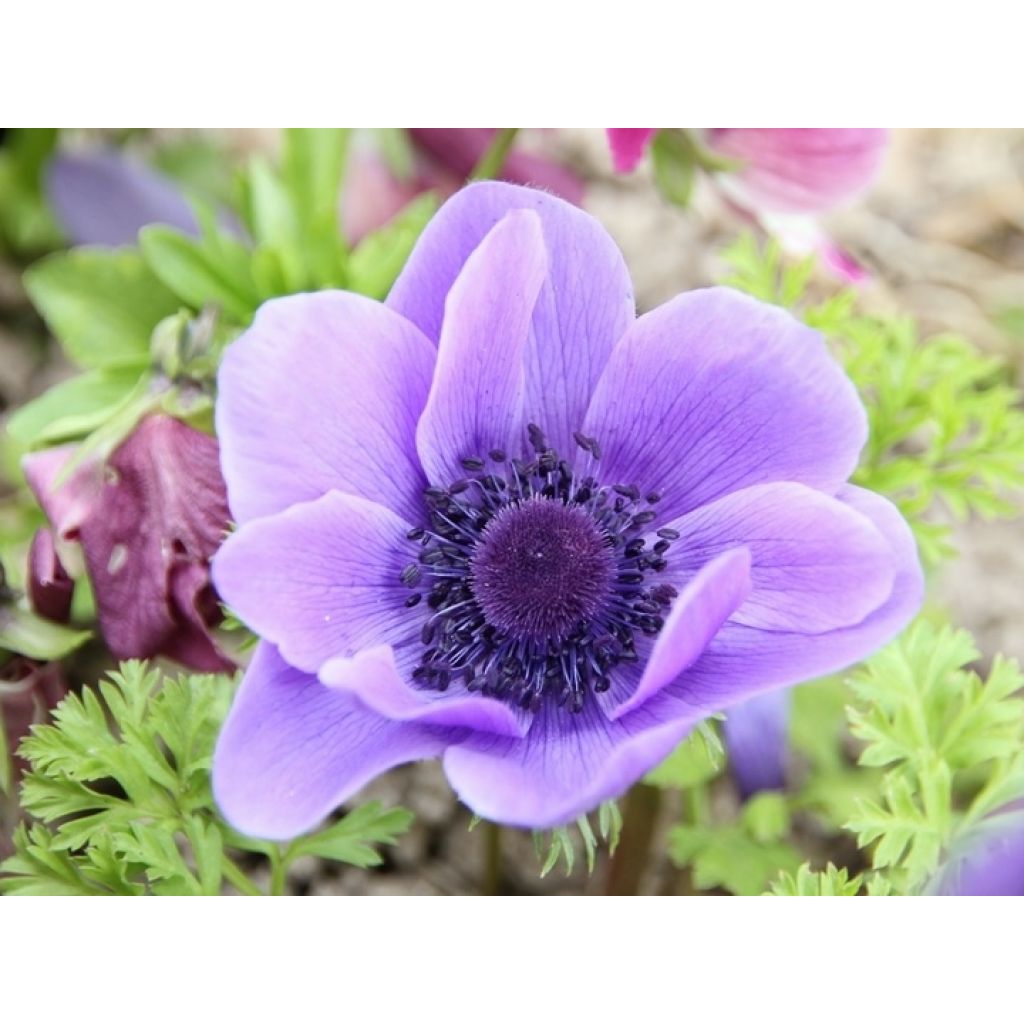 Anemone coronaria Mr Fokker - Anémone de Caen