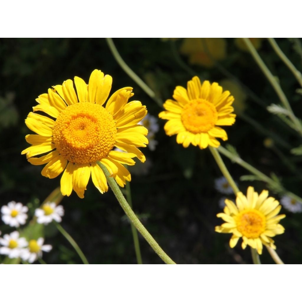 Anthemis sancti-johannis - Anthémis de la Saint-Jean
