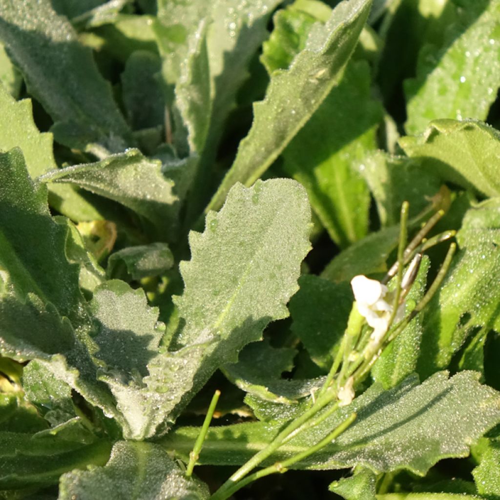 Arabis caucasica Snowcap
