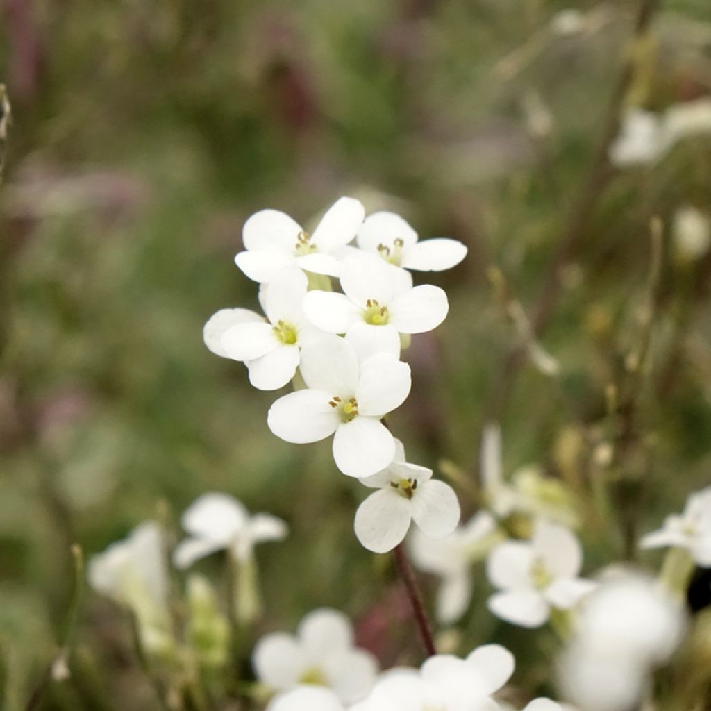 Arabis caucasica Variegata
