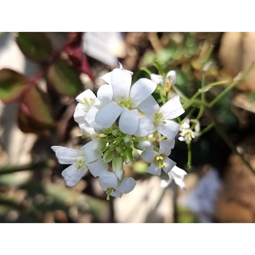 Arabis ferdinandi coburgii Variegata - Corbeille d'argent